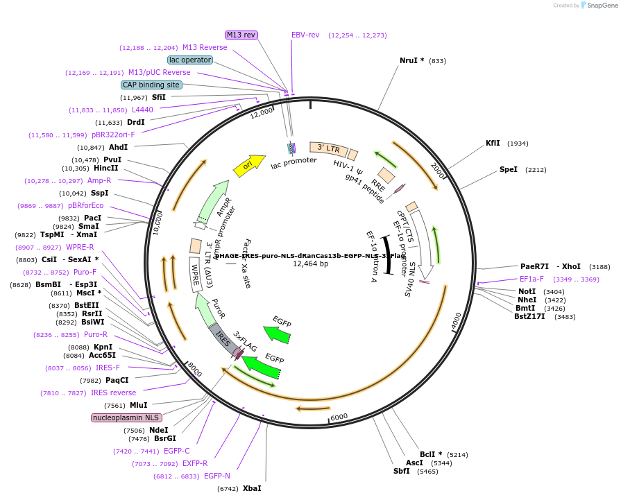 132409-plasmid-map-sequence-id-269026