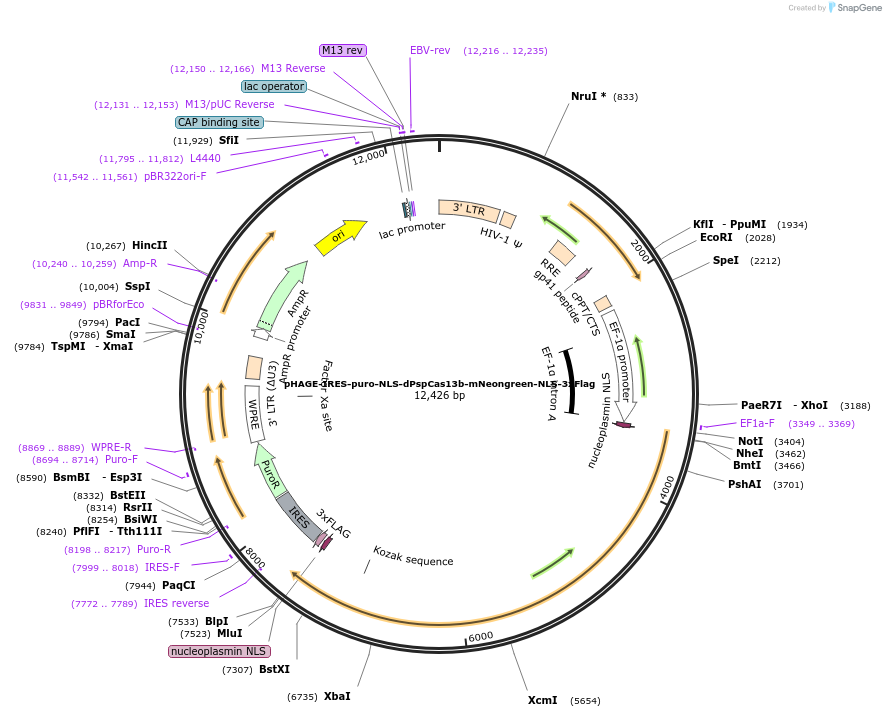 132401-plasmid-map-sequence-id-269027