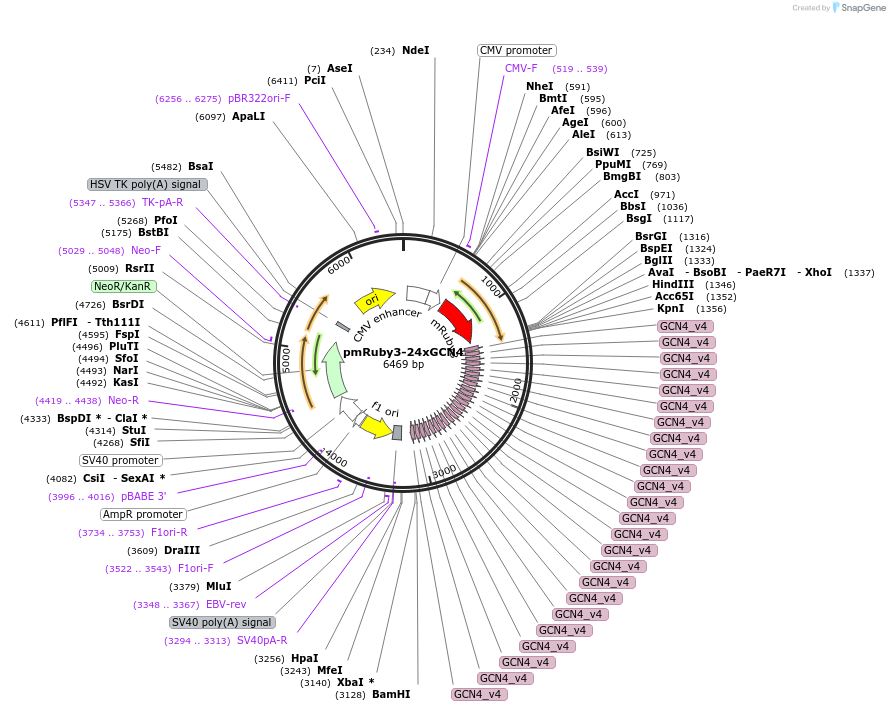 132413-plasmid-map-sequence-id-269031