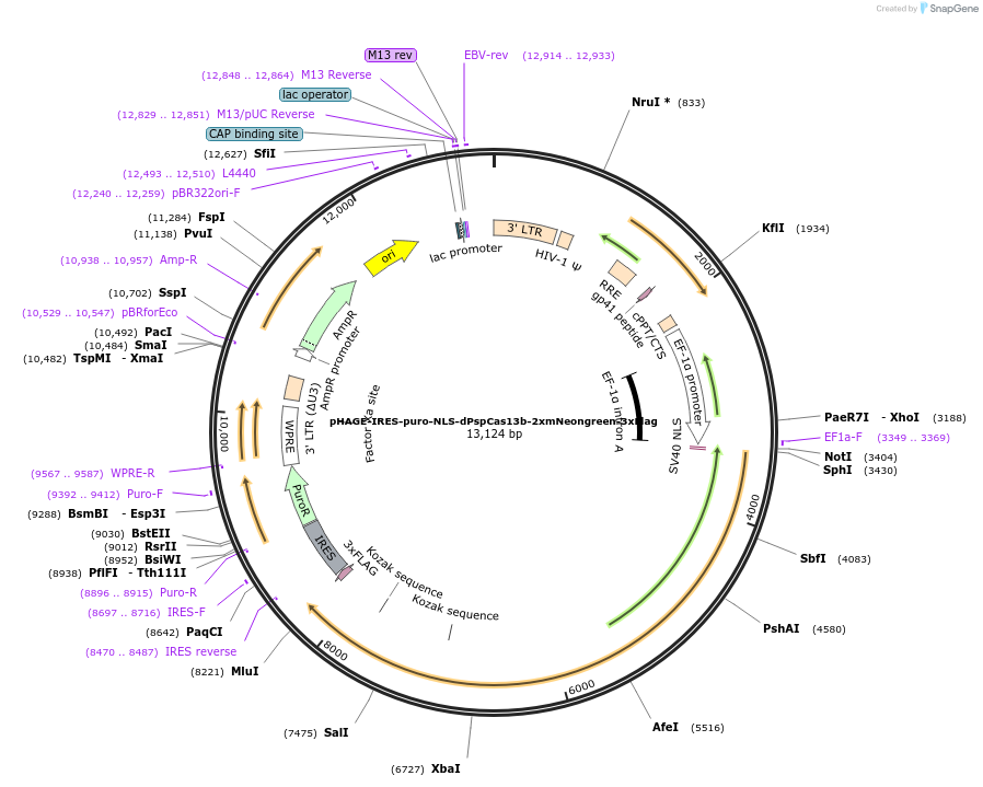 132403-plasmid-map-sequence-id-269051