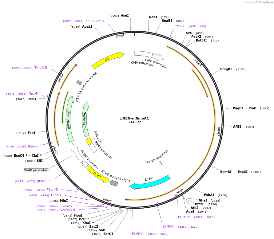 37674-plasmid-map-sequence-id-269057
