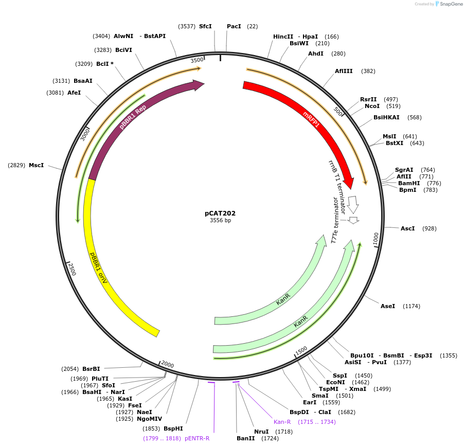 134879-plasmid-map-sequence-id-269067