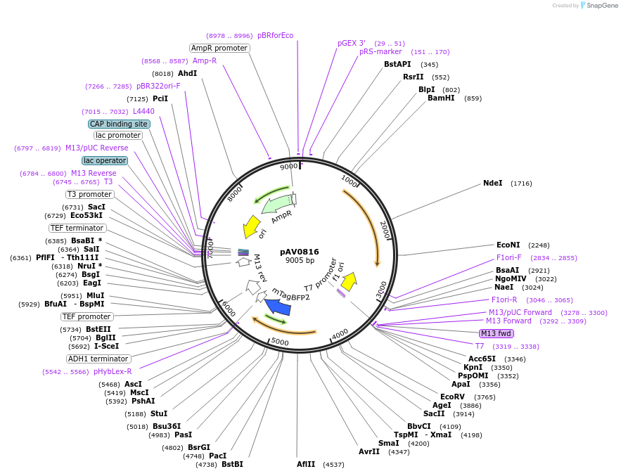 133510-plasmid-map-sequence-id-269073