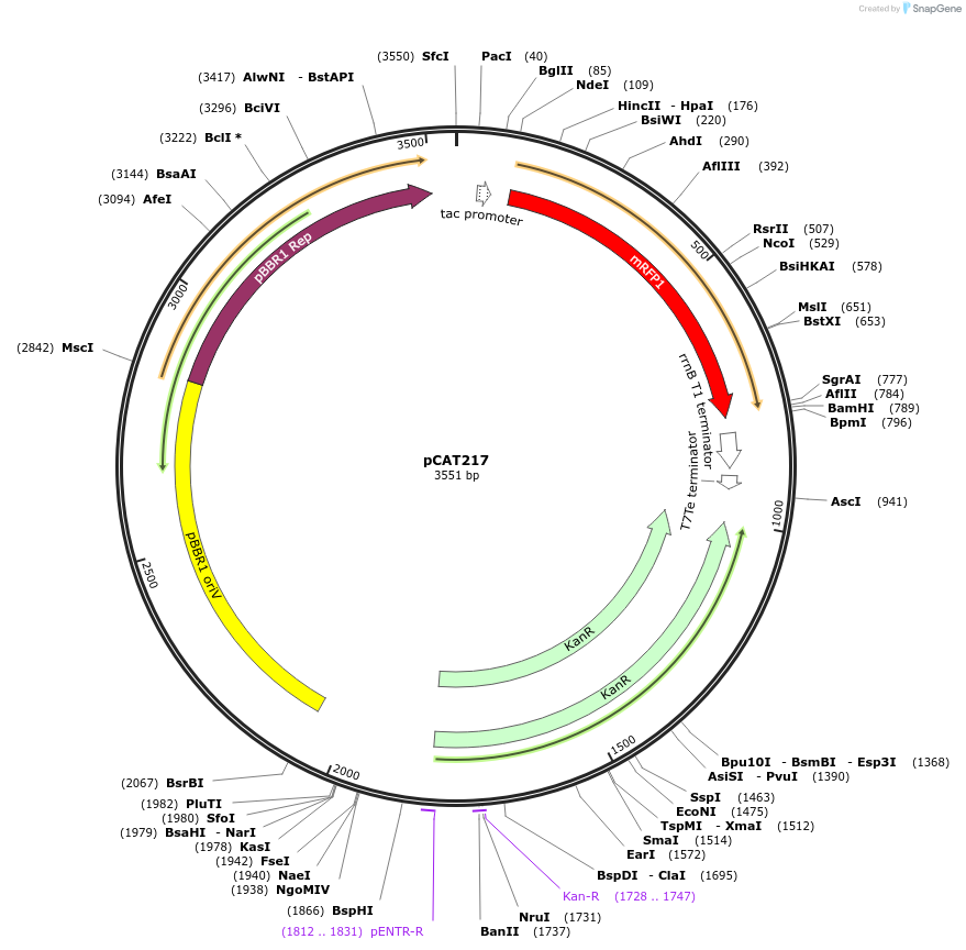 134885-plasmid-map-sequence-id-269075