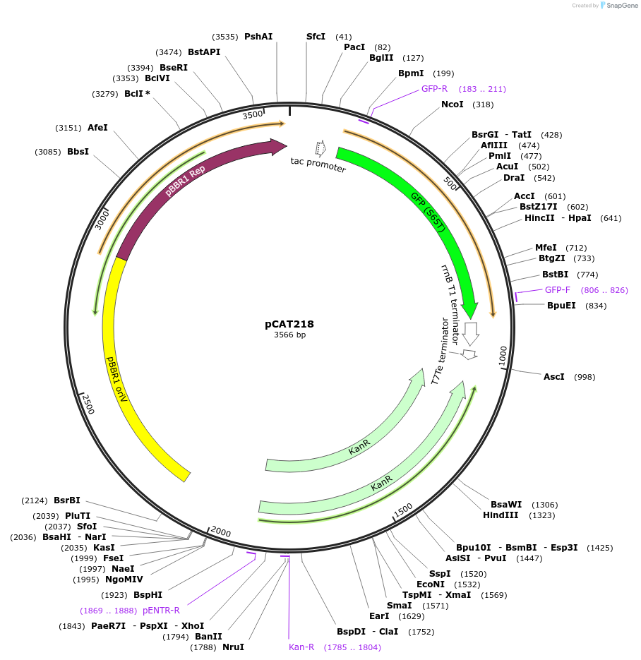 134886-plasmid-map-sequence-id-269076