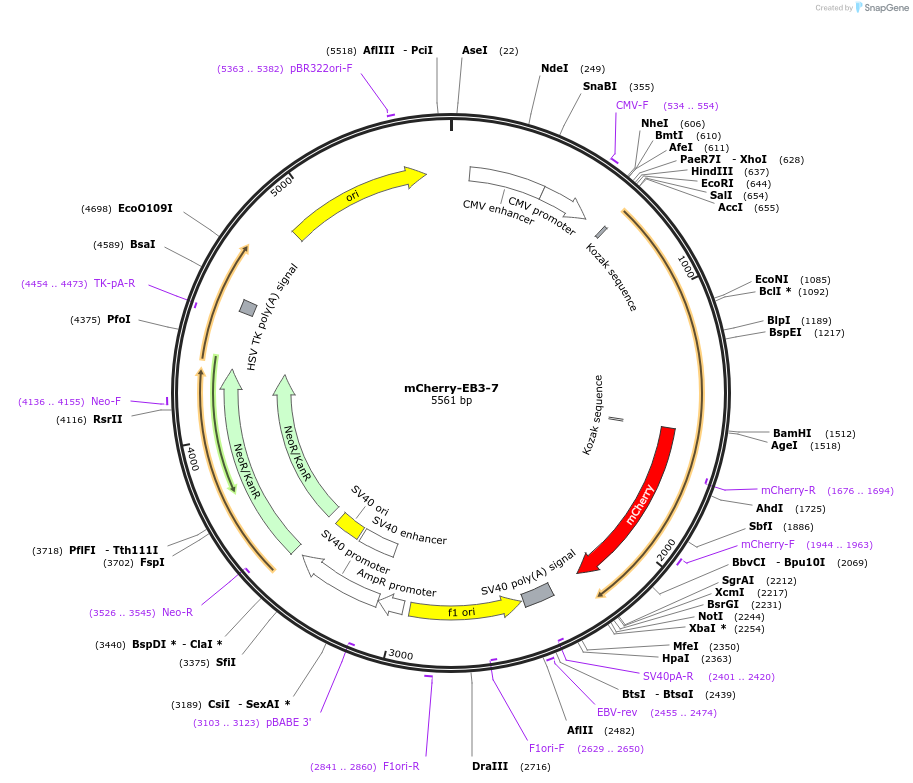 55037-plasmid-map-sequence-id-269079