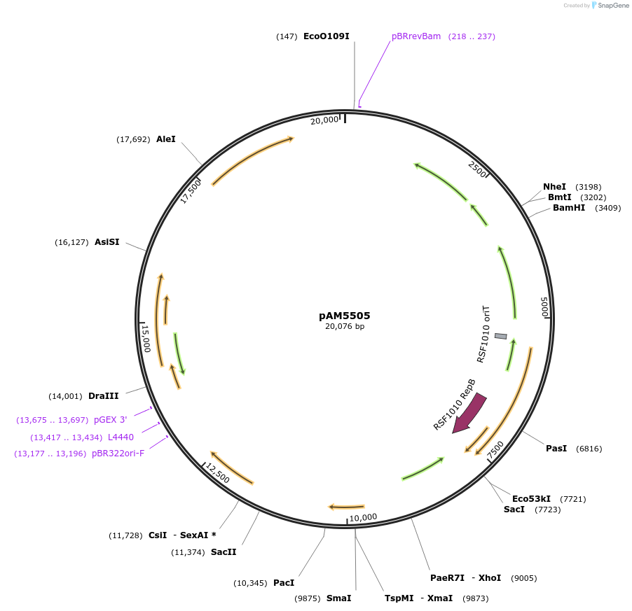 132664-plasmid-map-sequence-id-269087