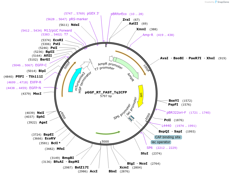136981-plasmid-map-sequence-id-269096