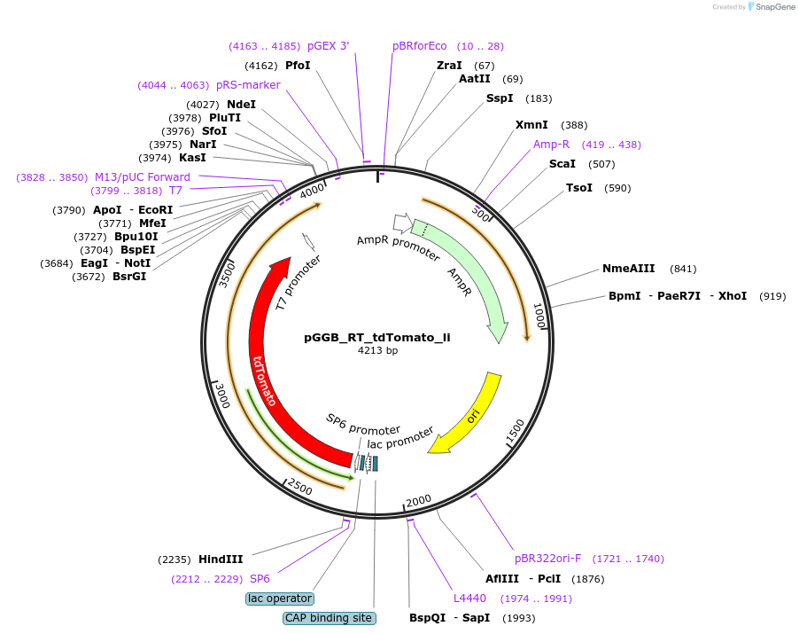 136964-plasmid-map-sequence-id-269098