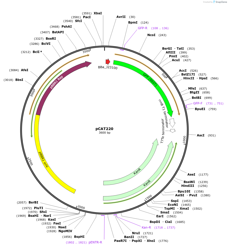 134888-plasmid-map-sequence-id-269099