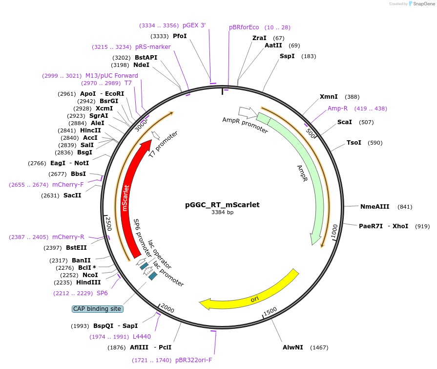 136967-plasmid-map-sequence-id-269105