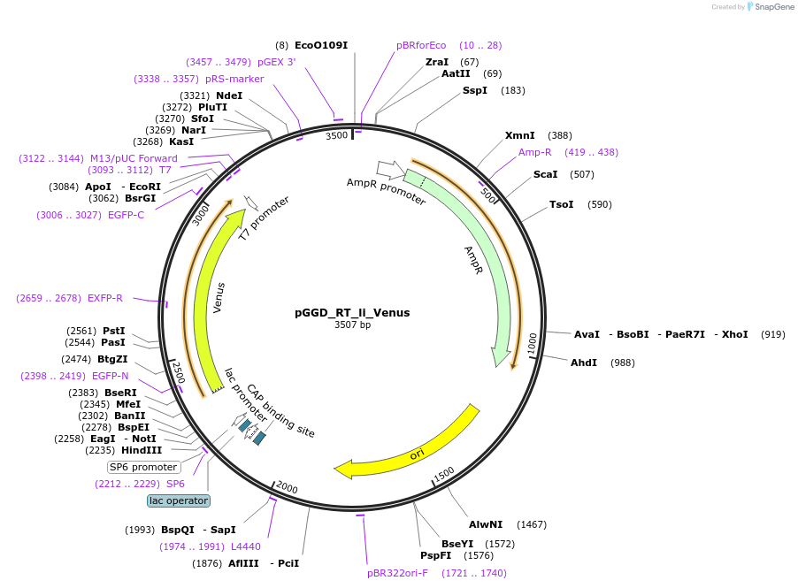 136973-plasmid-map-sequence-id-269107