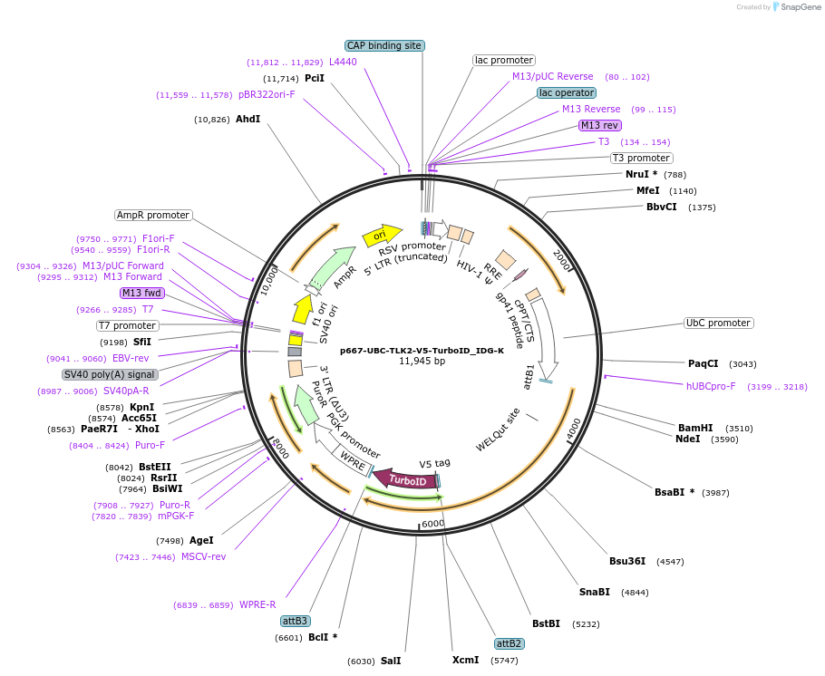 135250-plasmid-map-sequence-id-269116