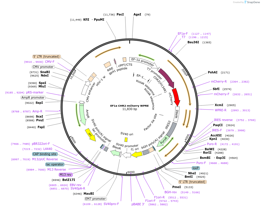 129432-plasmid-map-sequence-id-269136