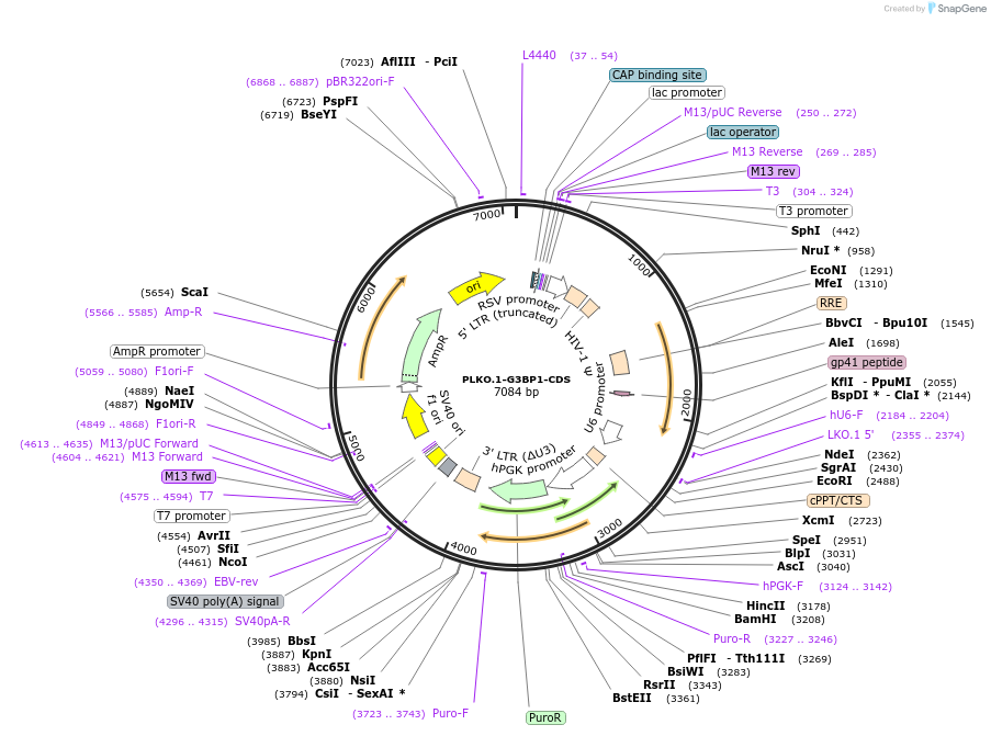 136039-plasmid-map-sequence-id-269147