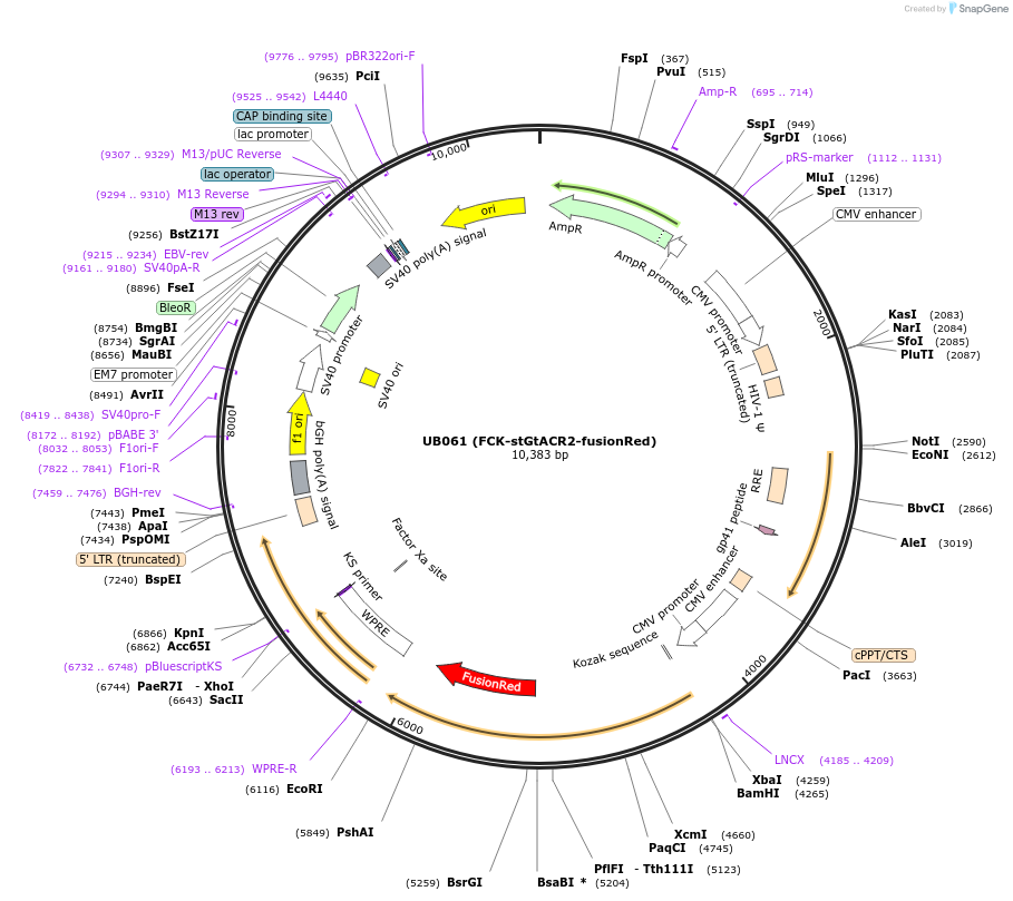 135765-plasmid-map-sequence-id-269151