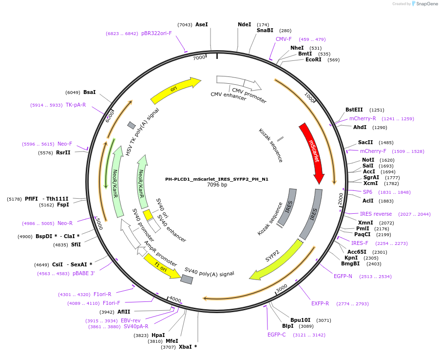 85069-plasmid-map-sequence-id-269155