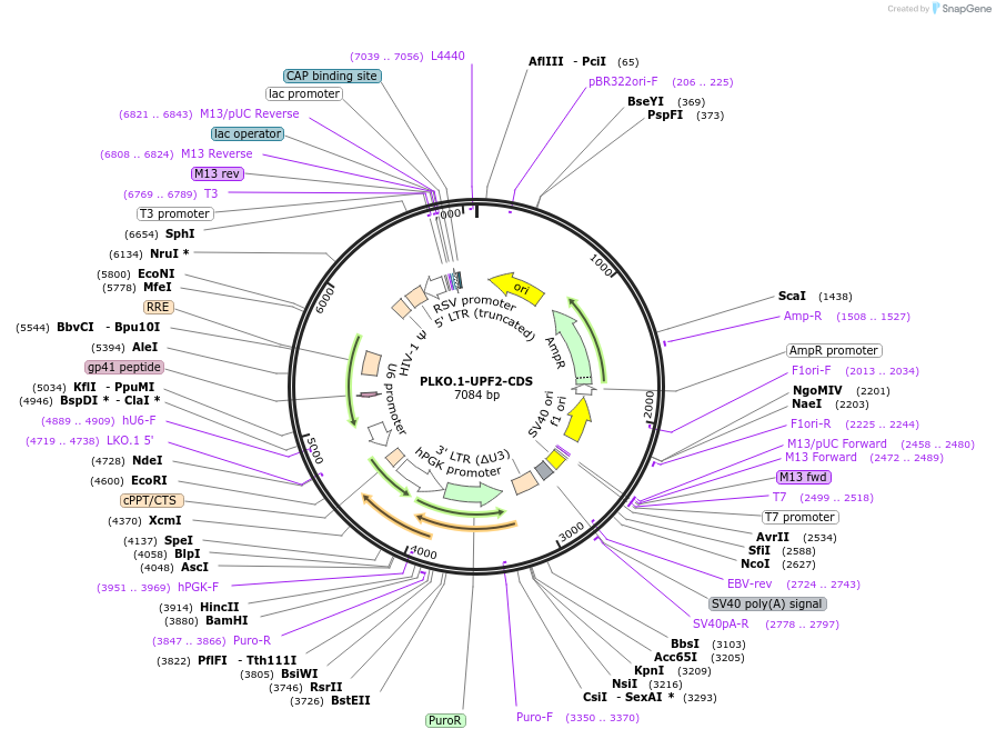 136040-plasmid-map-sequence-id-269247