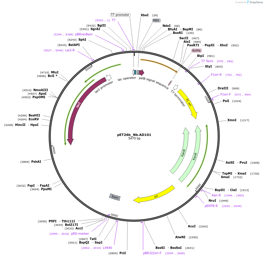 131402-plasmid-map-sequence-id-269249