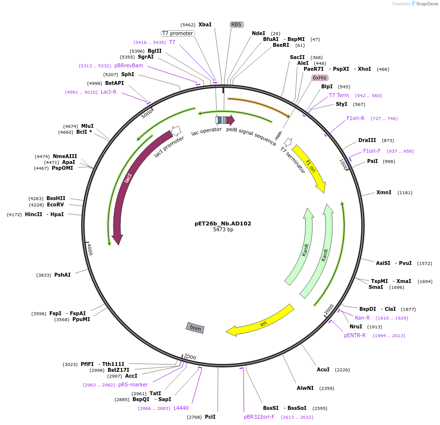 131403-plasmid-map-sequence-id-269252