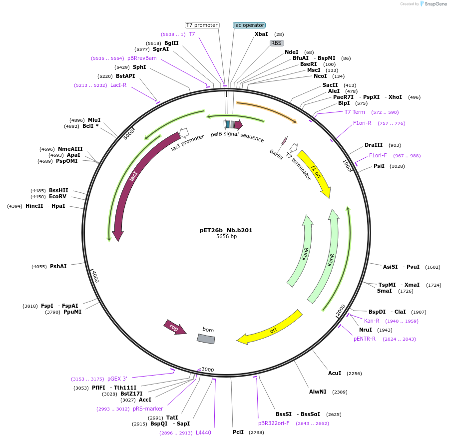 131404-plasmid-map-sequence-id-269254