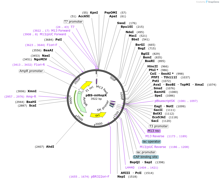 16425-plasmid-map-sequence-id-269255