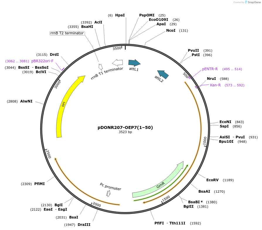 100601-plasmid-map-sequence-id-269257