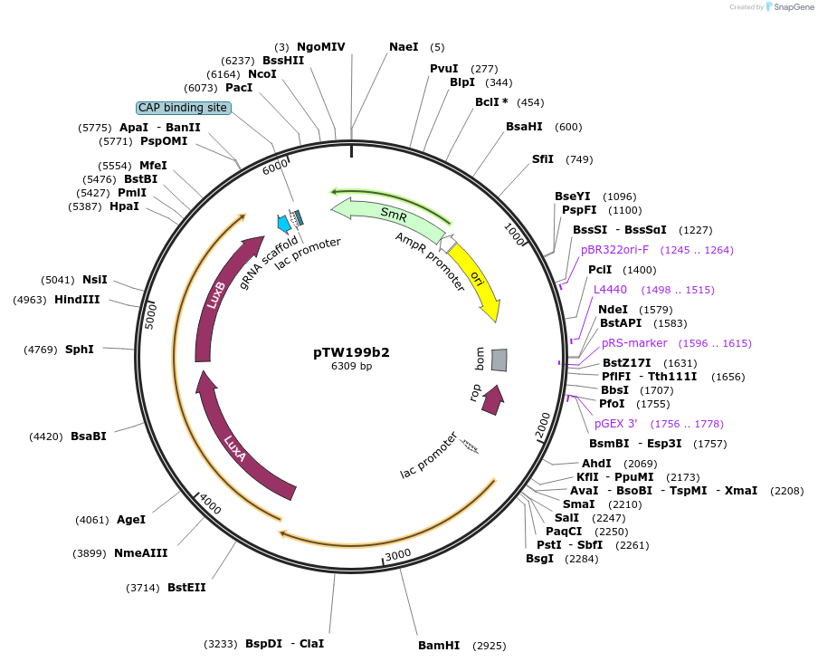 136928-plasmid-map-sequence-id-269263