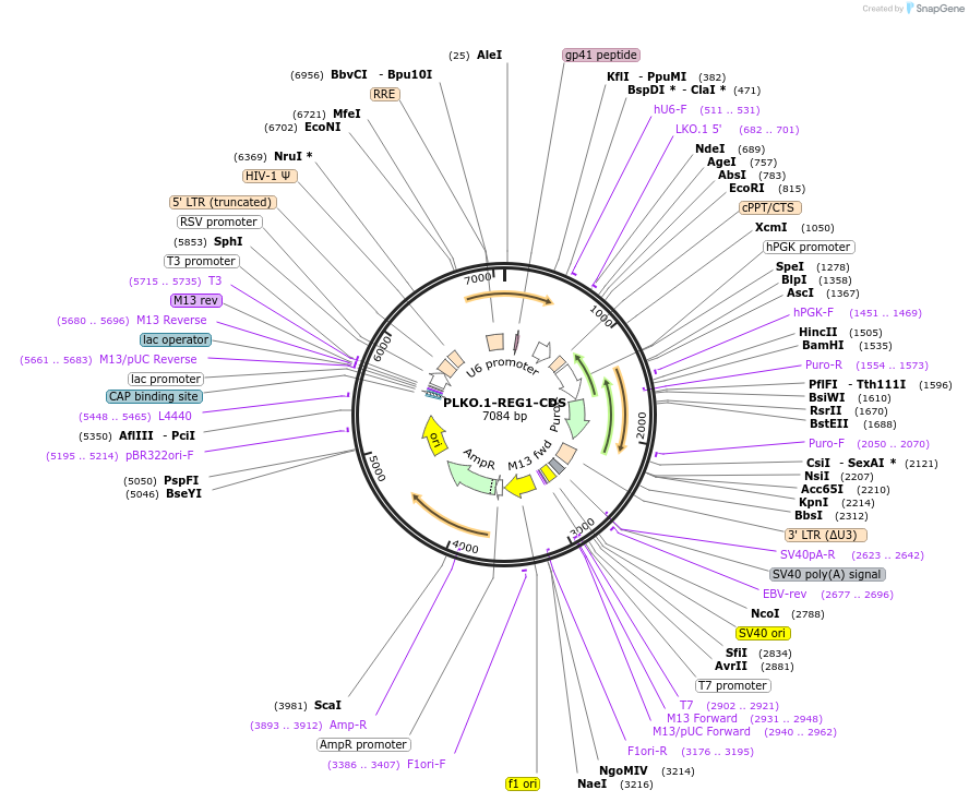 136053-plasmid-map-sequence-id-269276