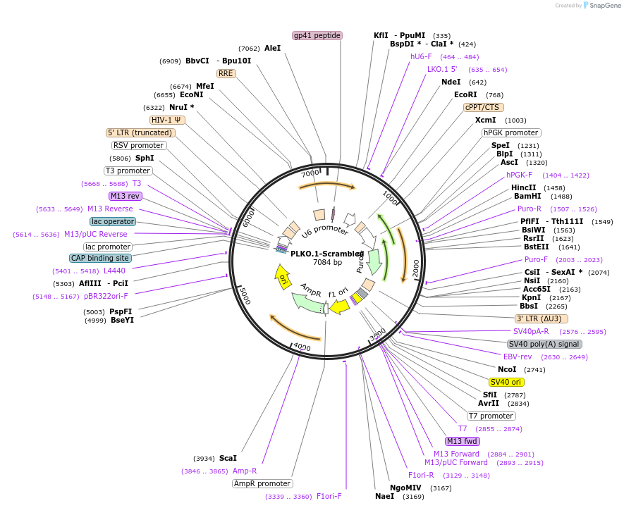 136035-plasmid-map-sequence-id-269279