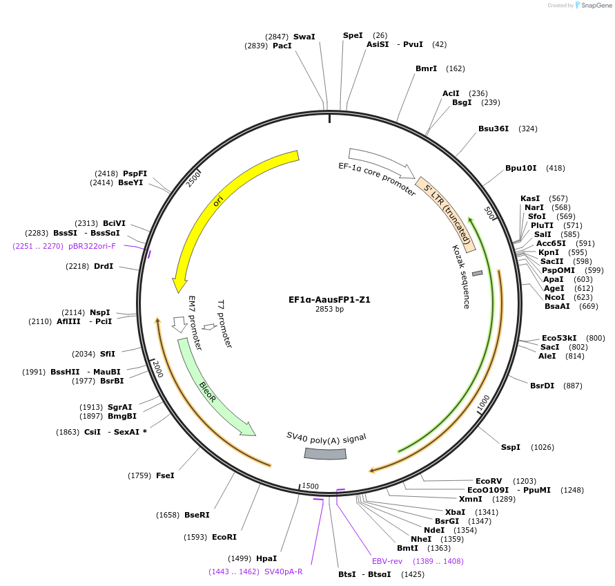 135614-plasmid-map-sequence-id-269404