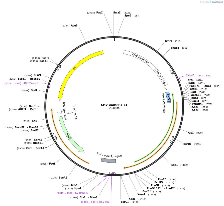 135048-plasmid-map-sequence-id-269407