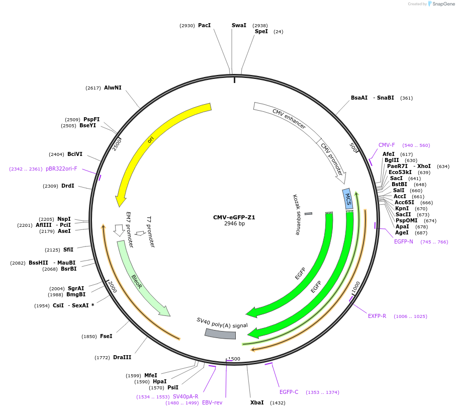 135049-plasmid-map-sequence-id-269408