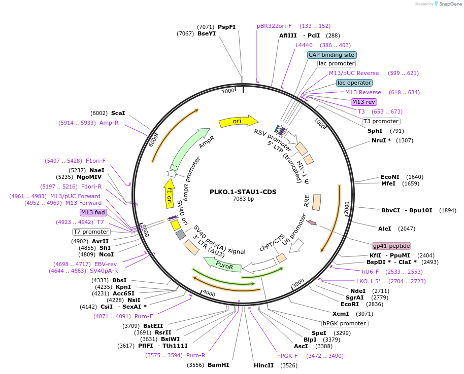 136048-plasmid-map-sequence-id-269421
