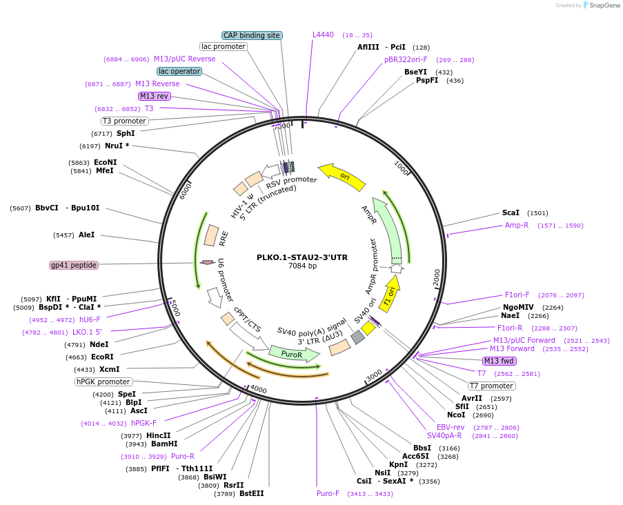 136051-plasmid-map-sequence-id-269423