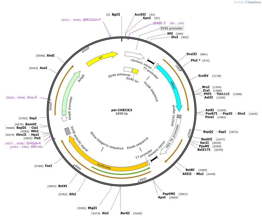 136010-plasmid-map-sequence-id-269425