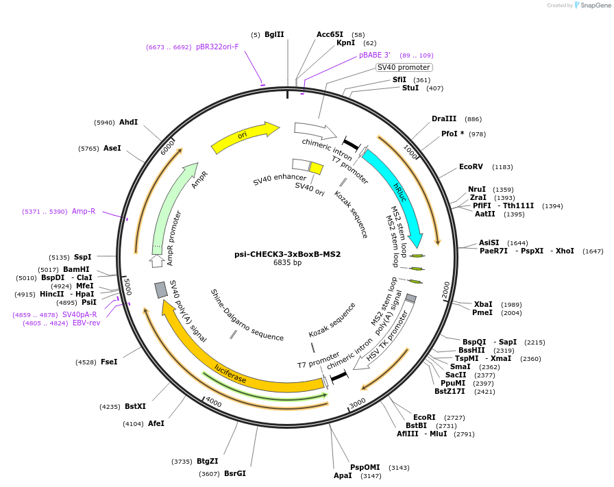 136011-plasmid-map-sequence-id-269426