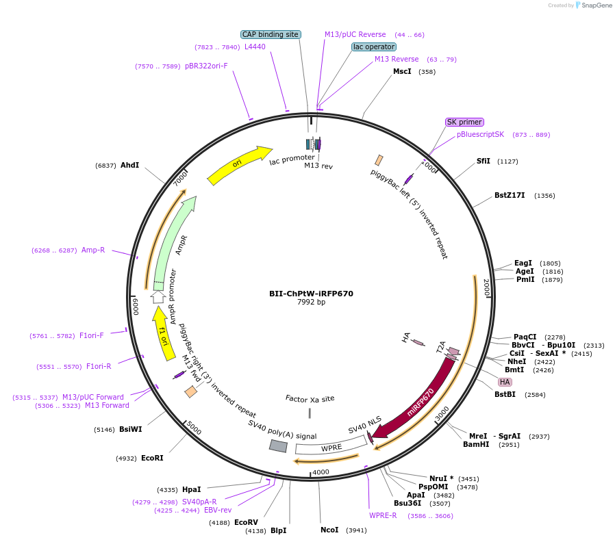 133397-plasmid-map-sequence-id-269430