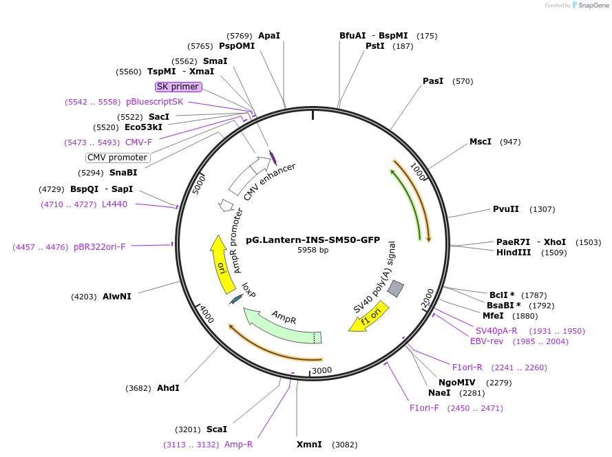 135594-plasmid-map-sequence-id-269431