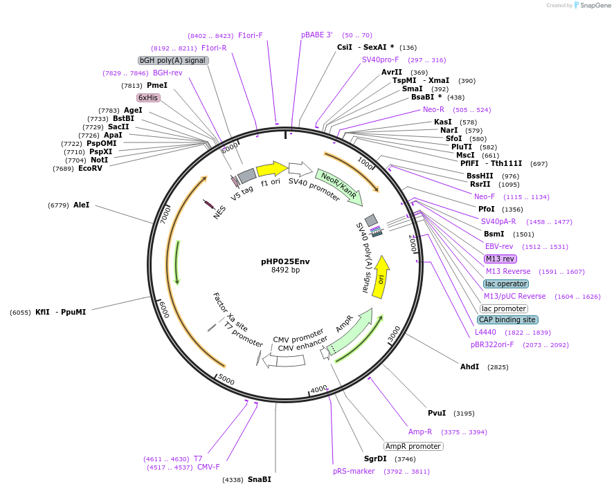 133990-plasmid-map-sequence-id-269455