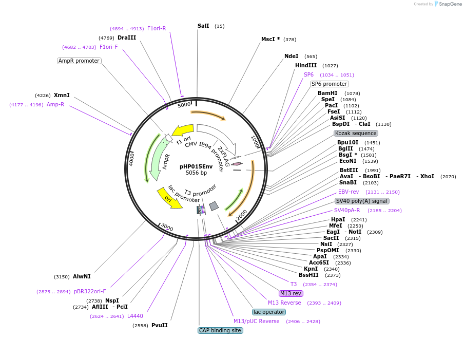 133987-plasmid-map-sequence-id-269456