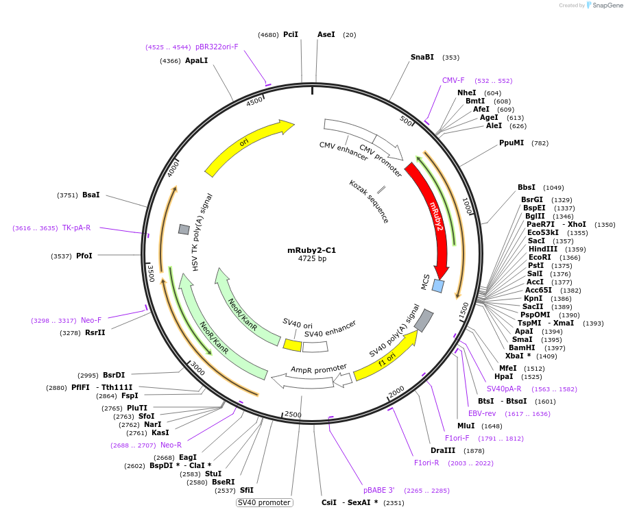 54768-plasmid-map-sequence-id-269460