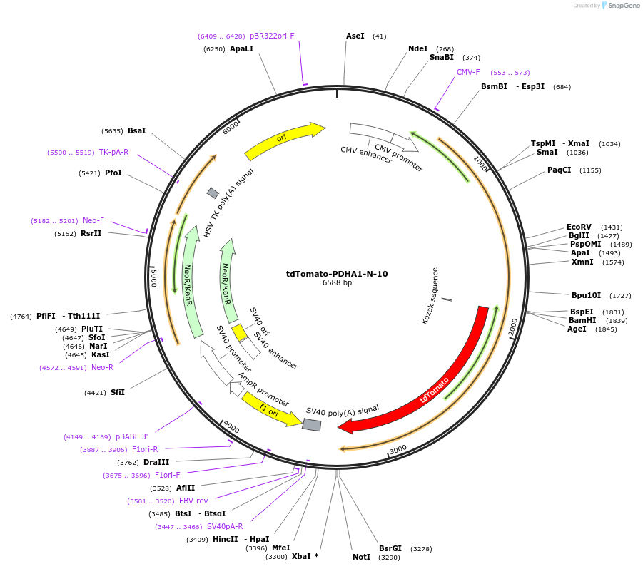 58124-plasmid-map-sequence-id-269463