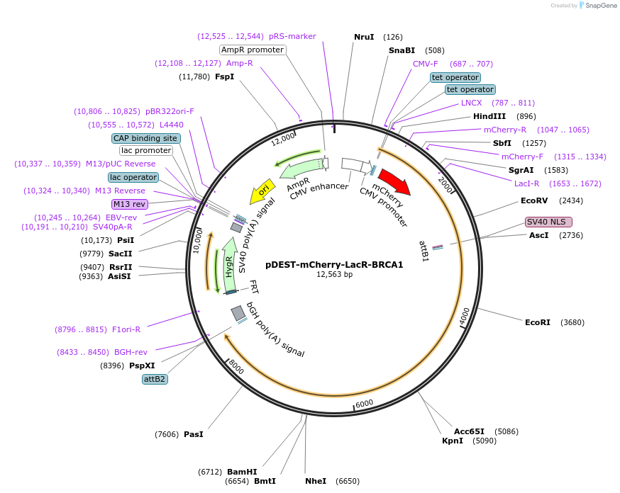 71115-plasmid-map-sequence-id-269469