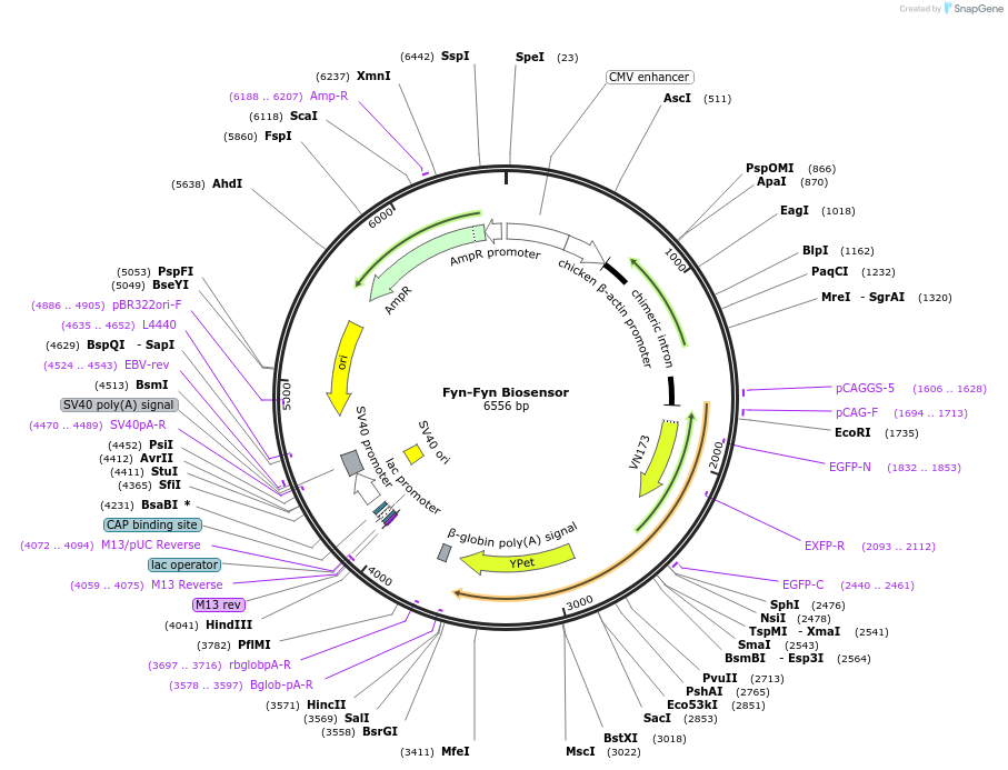 124655-plasmid-map-sequence-id-269472