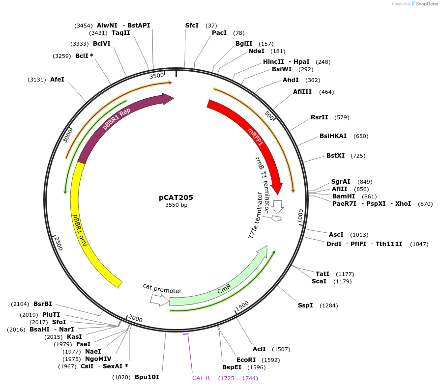 134882-plasmid-map-sequence-id-269497