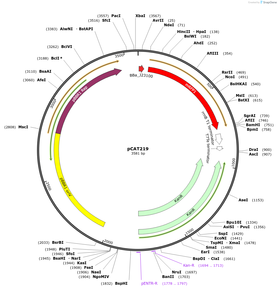 134887-plasmid-map-sequence-id-269501