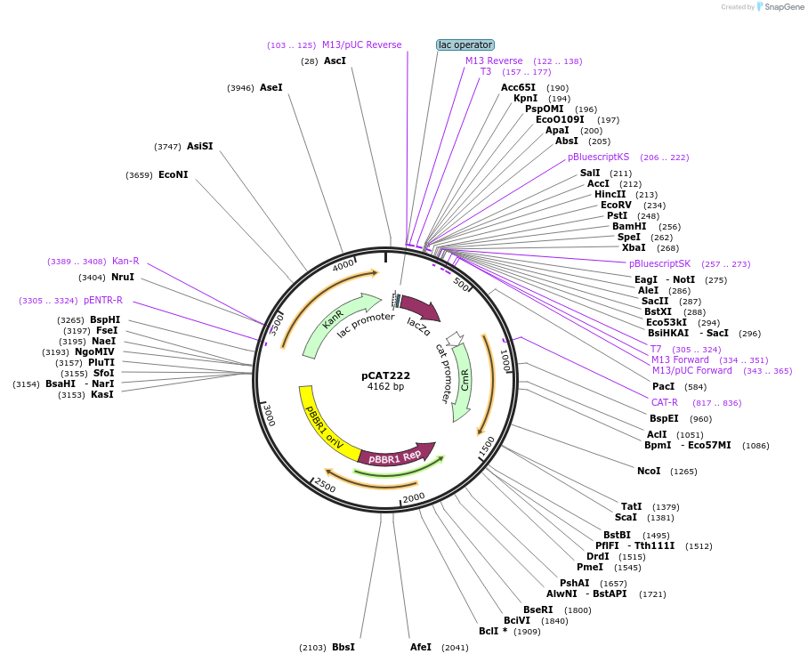 134890-plasmid-map-sequence-id-269507