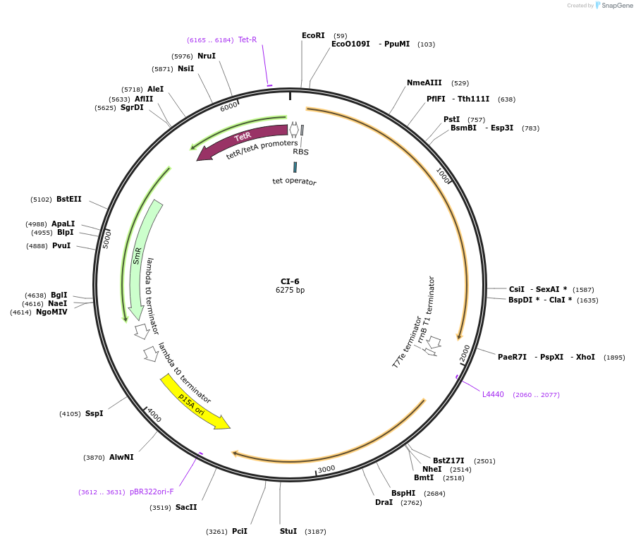 135168-plasmid-map-sequence-id-269509