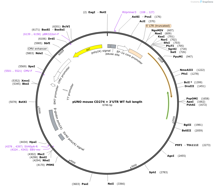 107012-plasmid-map-sequence-id-269511